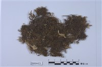 藏品(直瓣扁萼蘚)的圖片